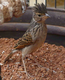 Hati-hati dengan jenis burung kicau yang memiliki kesamaan branjangan
