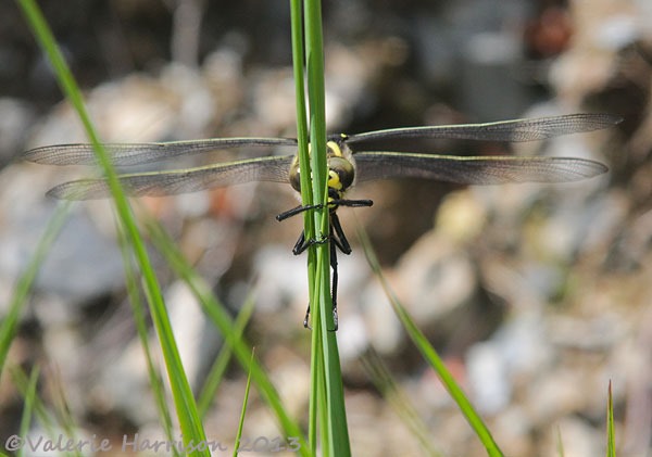 [14-golden-ringed-dragonfly%255B2%255D.jpg]