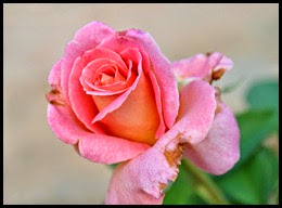 04f4 - Flowers in the Rose Garden