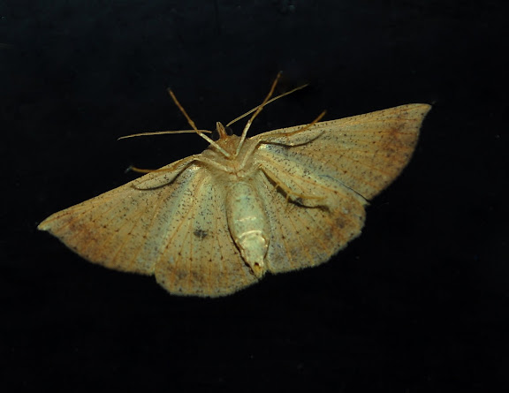 Geometridae : Ennominae : Lithinini : Idiodes siculoides WALKER, 1860. Umina Beach (New South Wales, Australie), 16 mars 2011. Photo : Barbara Kedzierski