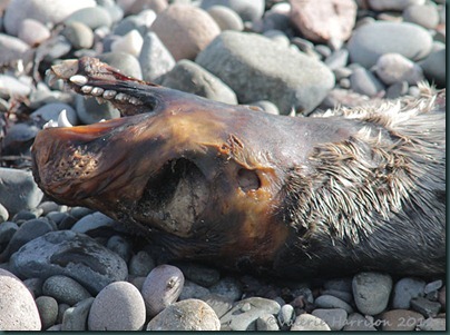 19-dead-seal