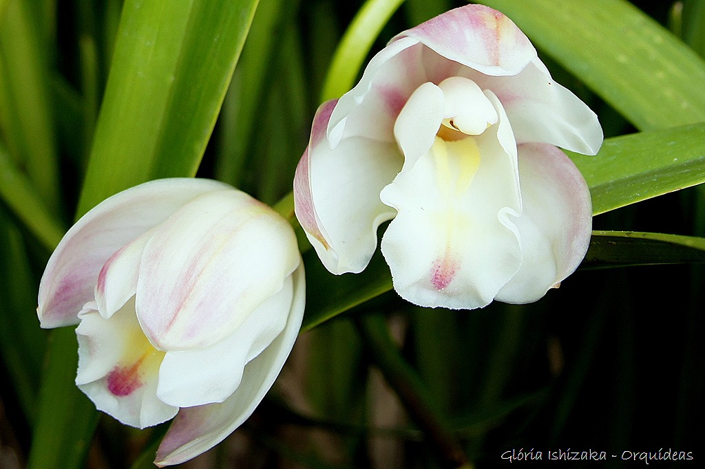 [Glria-Ishizaka---orquideas-309.jpg]