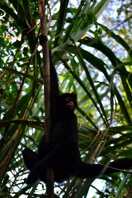 Jungla amazoniana: Insula maimutelor