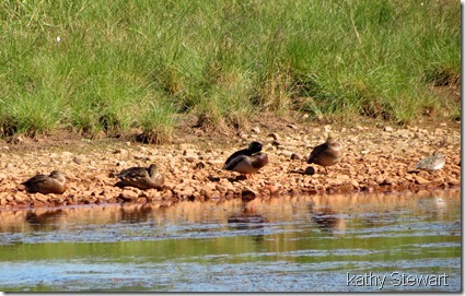 Mallards and a Green-wing Teal in the sunshine