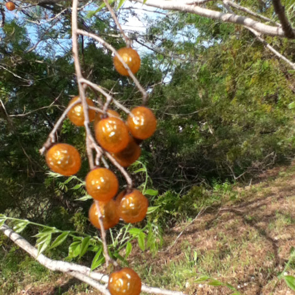 Soapberry tree Project Noah