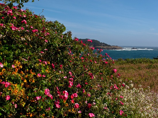 Mendocino Coastliine (1)