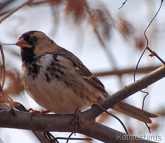 8. Harris sparrow in OK-kab