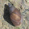 Marsh snail