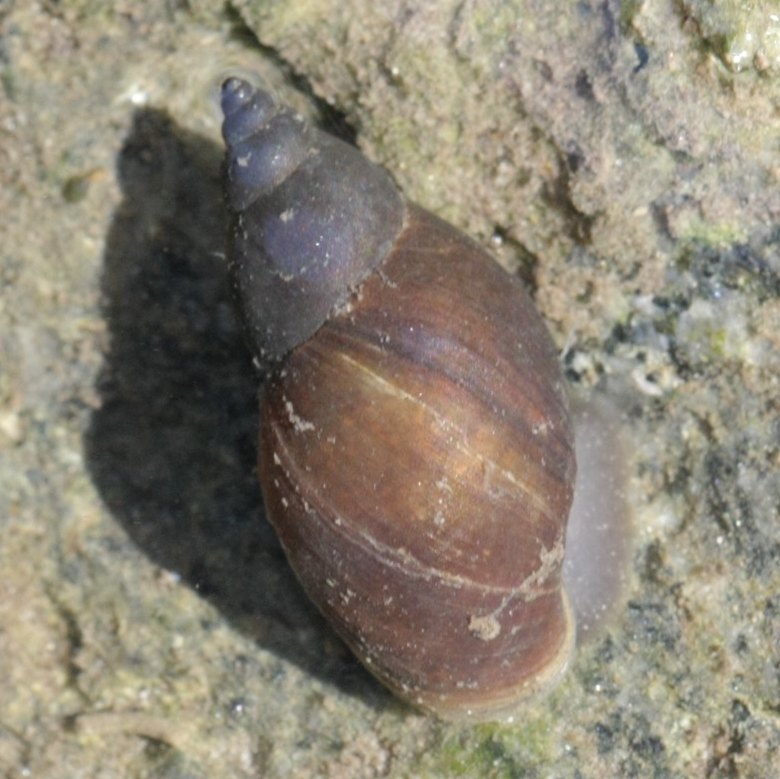 Marsh snail