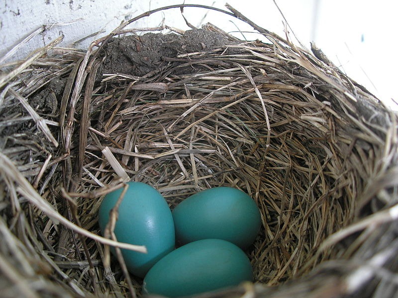 [800px-American_Robin_nest_and_eggs%255B2%255D.jpg]