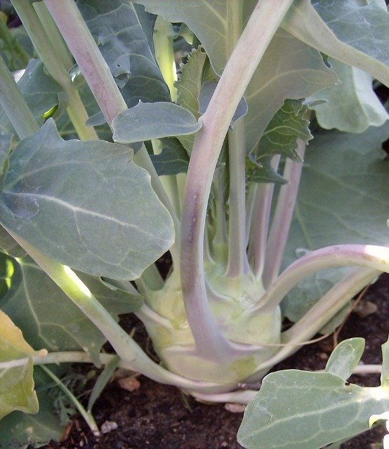 [Kohlrabi%2520plant%2520%2520%2528554x640%2529%255B5%255D.jpg]