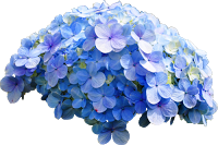 flo