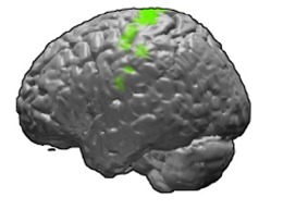 motor cortex fMRI