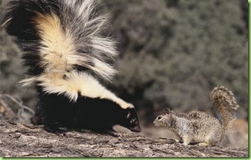 striped_skunk_and_squirrel_42-17339130