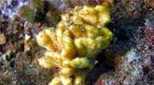 Méditerranée grotte à corail rouge axinelle plate