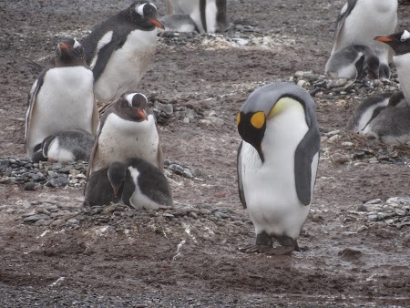 Tara de Foc: Pinguini regali
