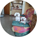 Image Google de Martine Vedrenne