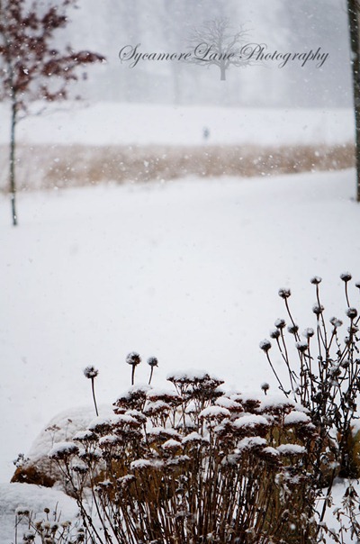 snow-1-w-Sycamorelane Photography