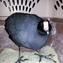 american coot