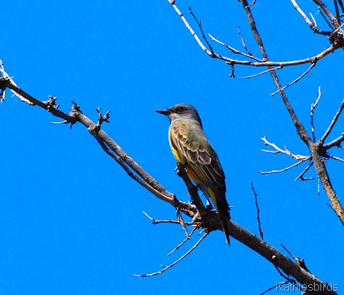 11. western kingbird-kab