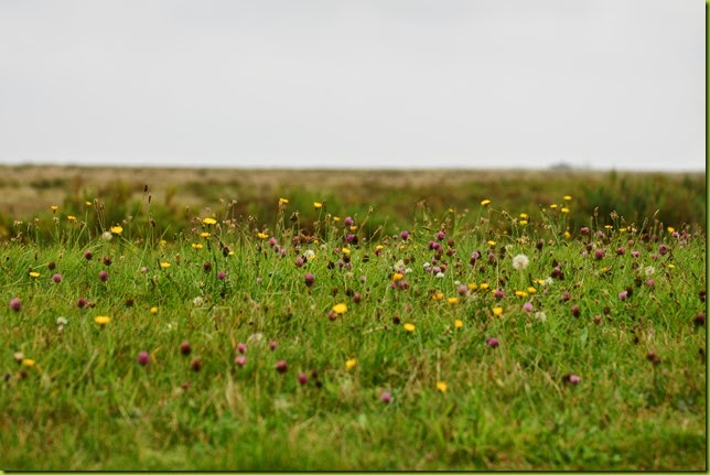 Norfolk coast path Wells to Stiffkey