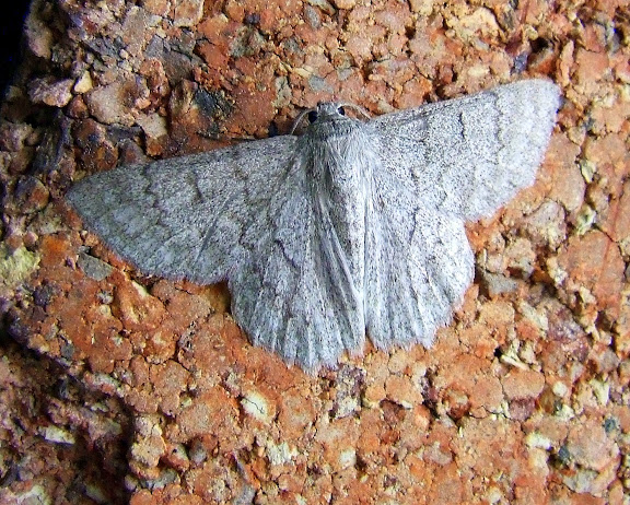 Geometridae : Geometrinae : Crypsiphona ocultaria DONOVAN, 1805. Mount Kuring-gai, New South Wales (Australie), 21 janvier 2007. Photo : Barbara Kedzierski