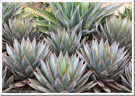 120929_SucculentGardens_Agave-Blue-Glow_05