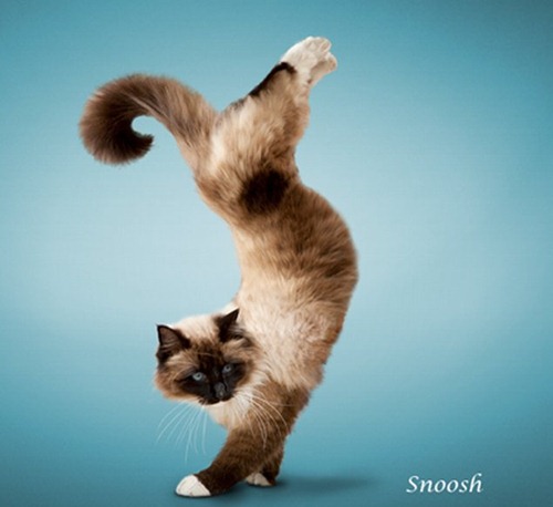 yoga-cats-4