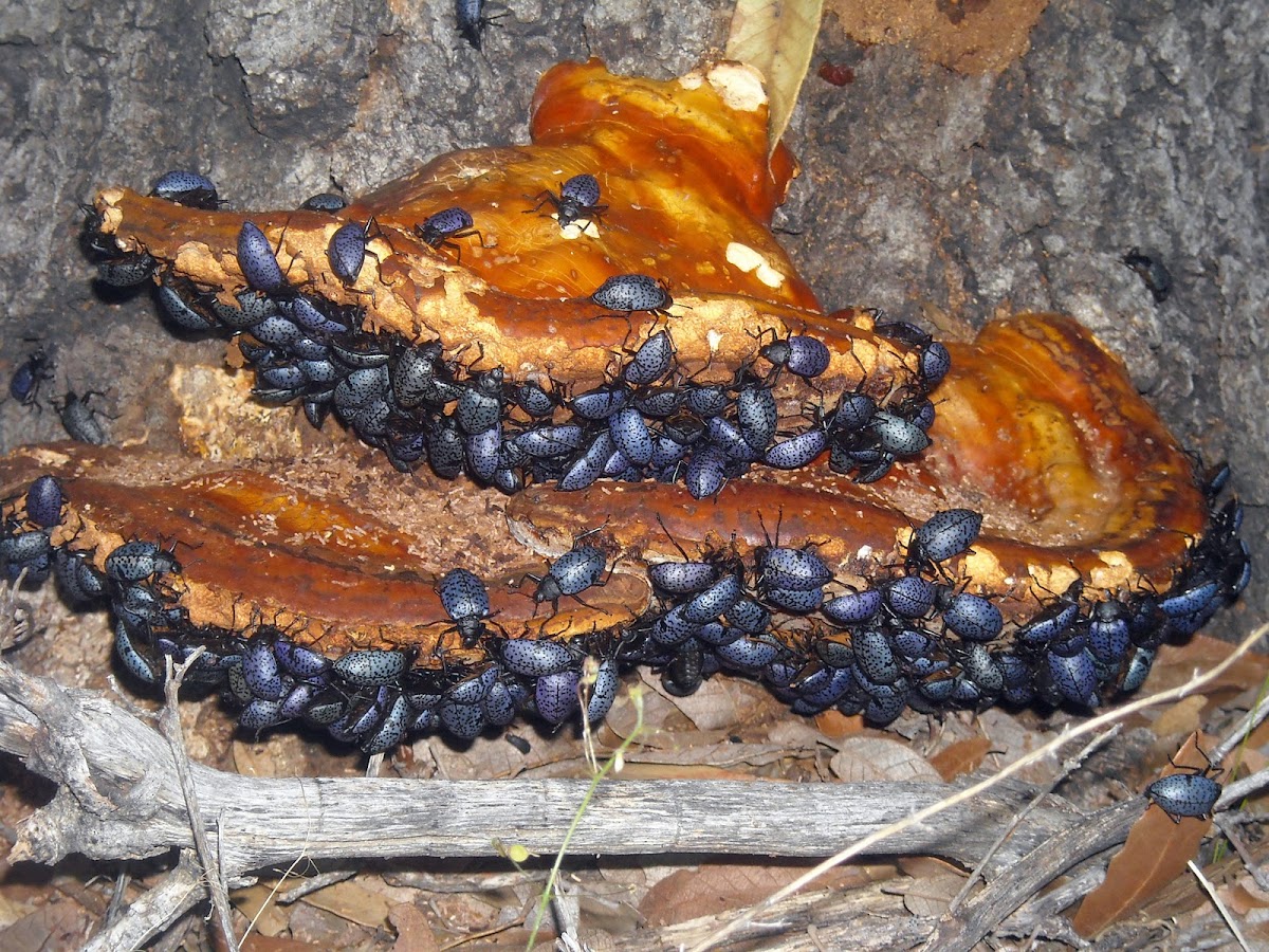 Pleasing Fungus Beetle