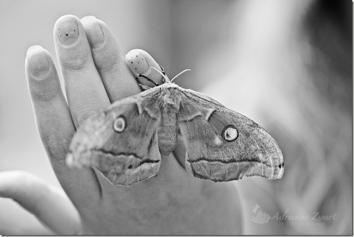 polyphemus moth on girl's hand - Photo by Adrienne Zwart Photography