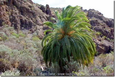 6780 Presa de las Niñas-Soria(Palmera canaria) 6780 Presa de las Niñas-Soria(Palmera canaria)