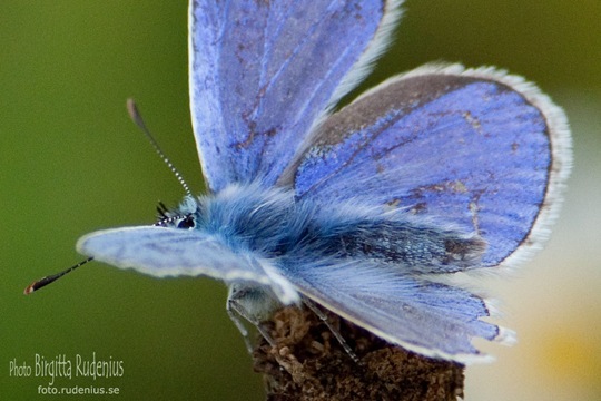butterfly_20110729_blue4a
