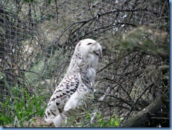 0164 Alberta Calgary - Calgary Zoo The Canadian Wilds - Rocky Mountain Aviary - Snowy Owl