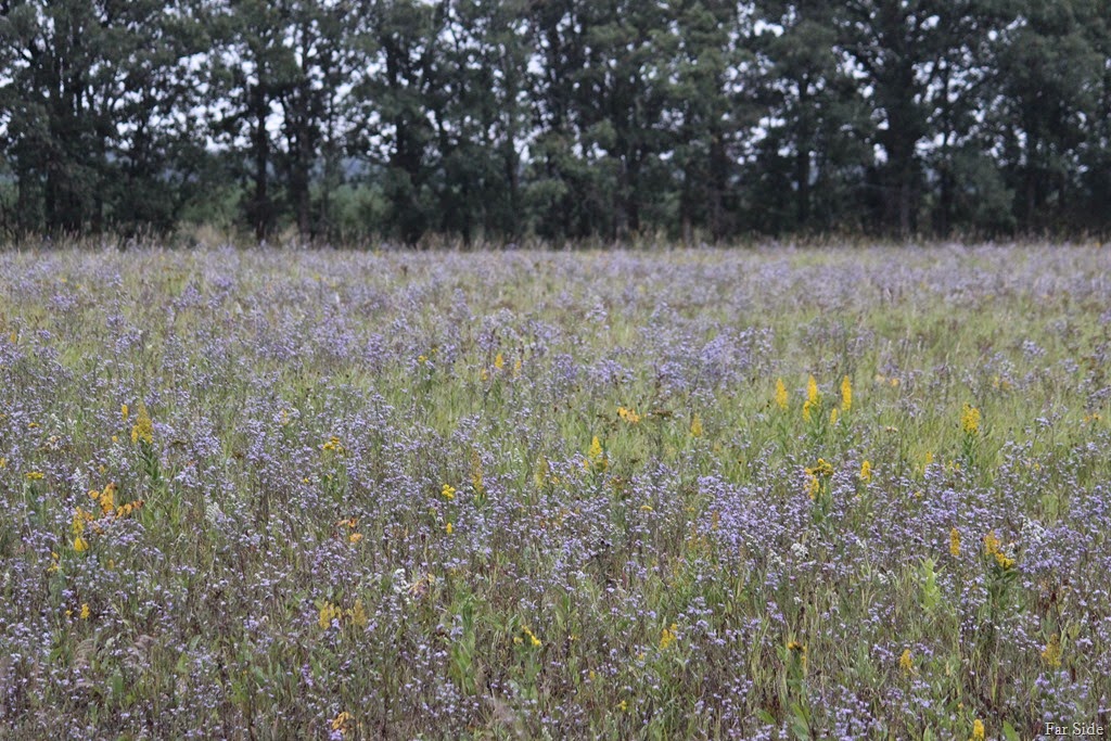 [Field%2520of%2520Asters%2520and%2520Goldenrod%255B8%255D.jpg]
