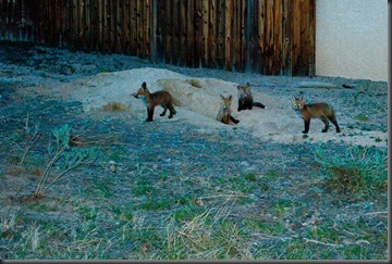 Red Fox Pups (4 of 5)