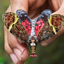 Ornate Lanternfly