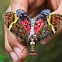 Ornate Lanternfly