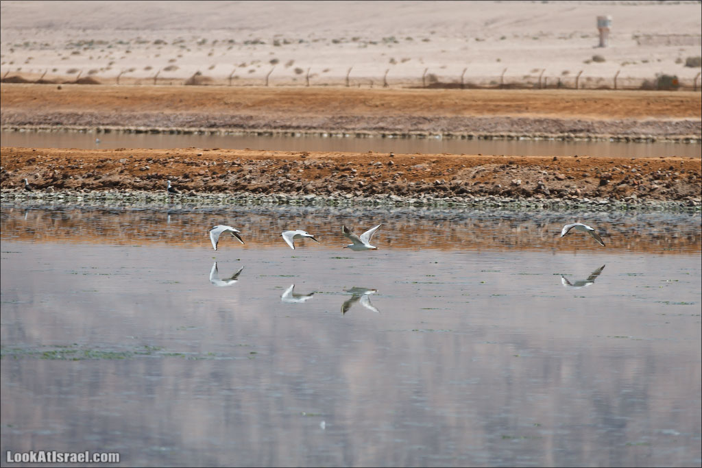 Озера с Фламинго | LookAtIsrael.com: Фото-блог о путешествиях по Израилю. Тель Авив, Иерусалим, Хайфа 