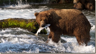 brown-bears-of-katmai-hunting-salmon-vol-2