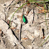 Six-Spotted Tiger Beetle