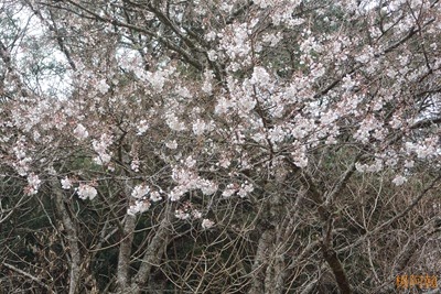0221 045  - 武陵農場櫻花