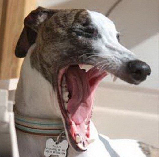 [httpdogpic.com_.uaochen-bolshaya-past-600x600%255B7%255D.jpg]