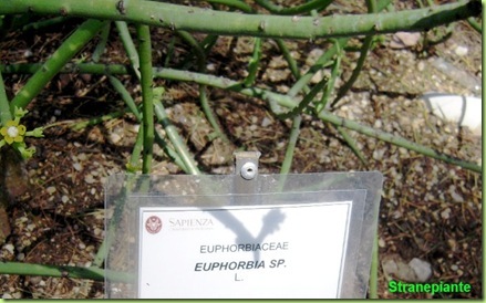 Euphorbia sp orto botanico roma cartellino