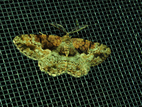 Geometridae : Ennominae : Boarmiini. Probablement : Gastrinodes argoplaca MEYRICK, 1892. Umina Beach (New South Wales, Australie), 25 mars 2011. Photo : Barbara Kedzierski