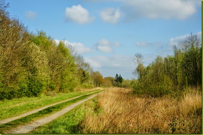 woodland track