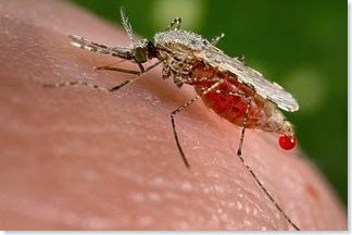 Female Anopheles Mosquito Biting a Human