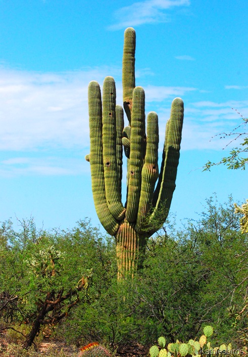 12. saguaro-kab