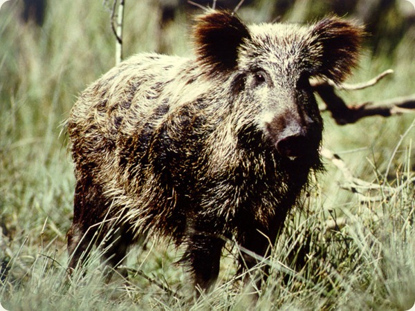 basilicata cinghiale