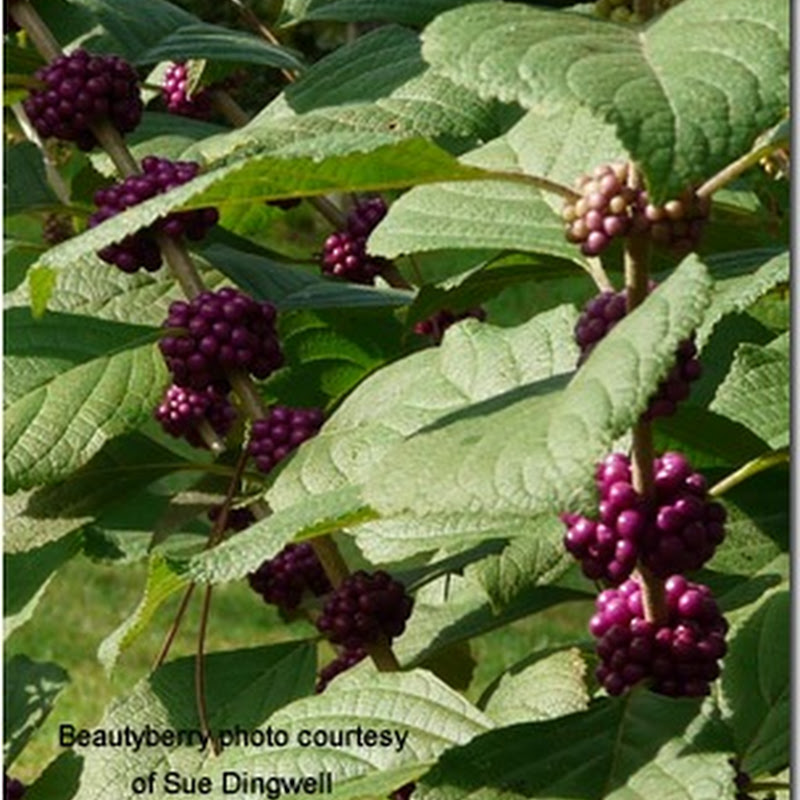 Favorite Native Plants – A few from our readers