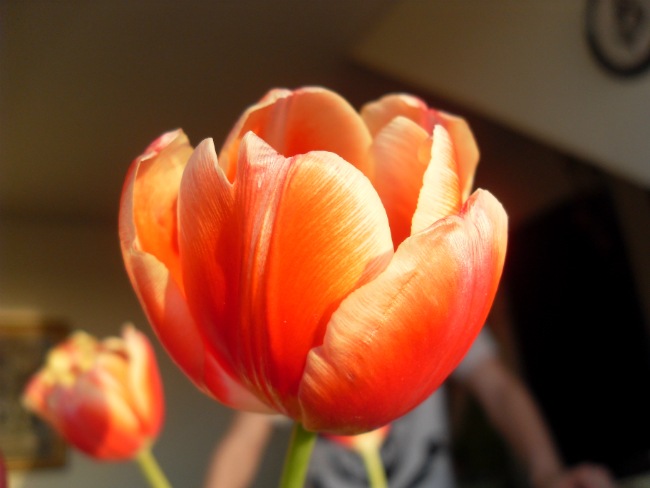 Tulipaner fra Emilie
